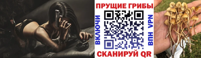Купить где  Снежинск  Галлюциногенные грибы Magic Shrooms 